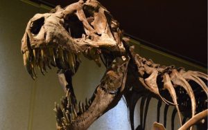Lee más sobre el artículo ¿Cuáles fueron los dinosaurios más grandes de la historia?