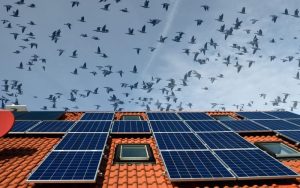 Lee más sobre el artículo Protección de paneles solares contra pájaros